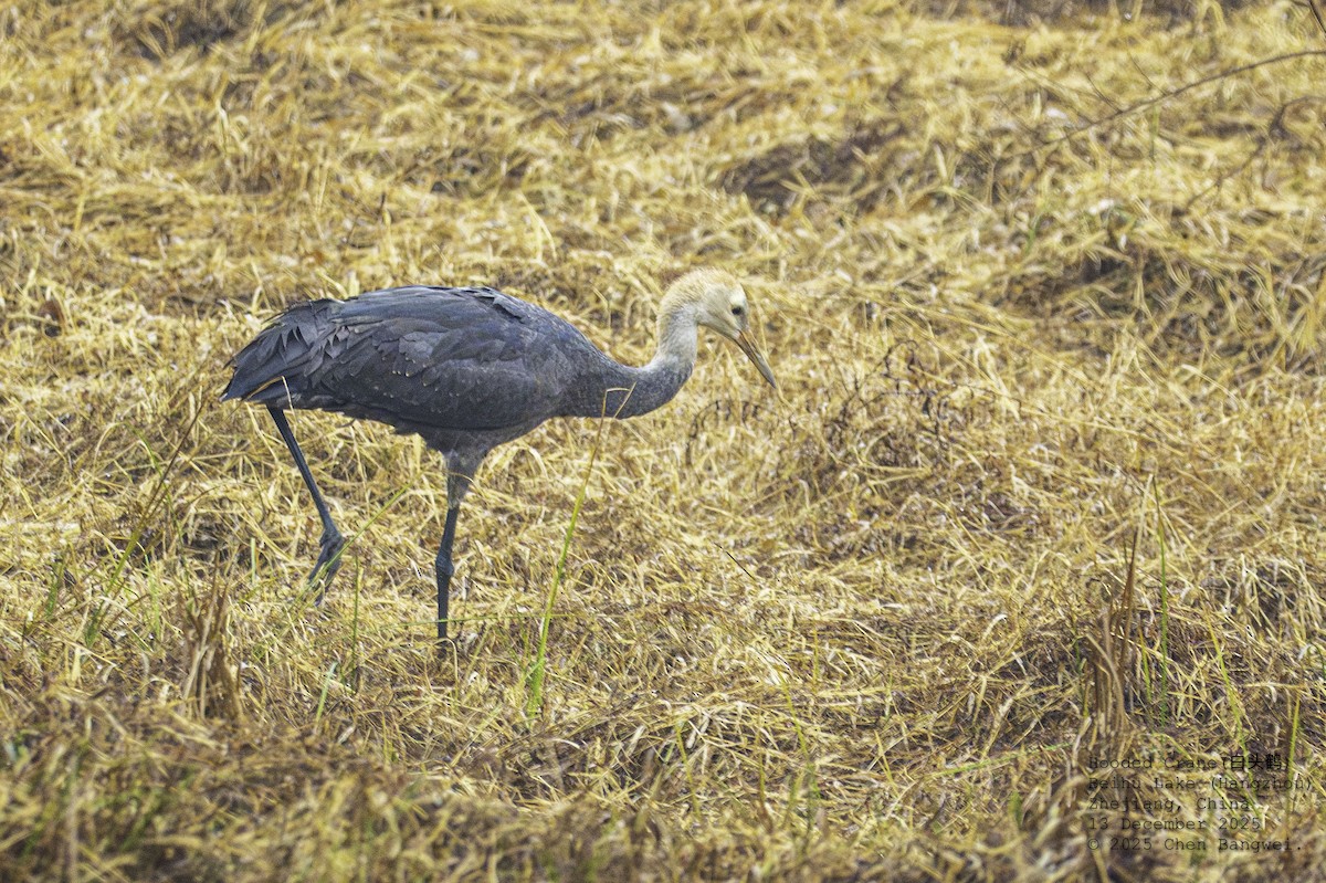 ナベヅル - ML647160105