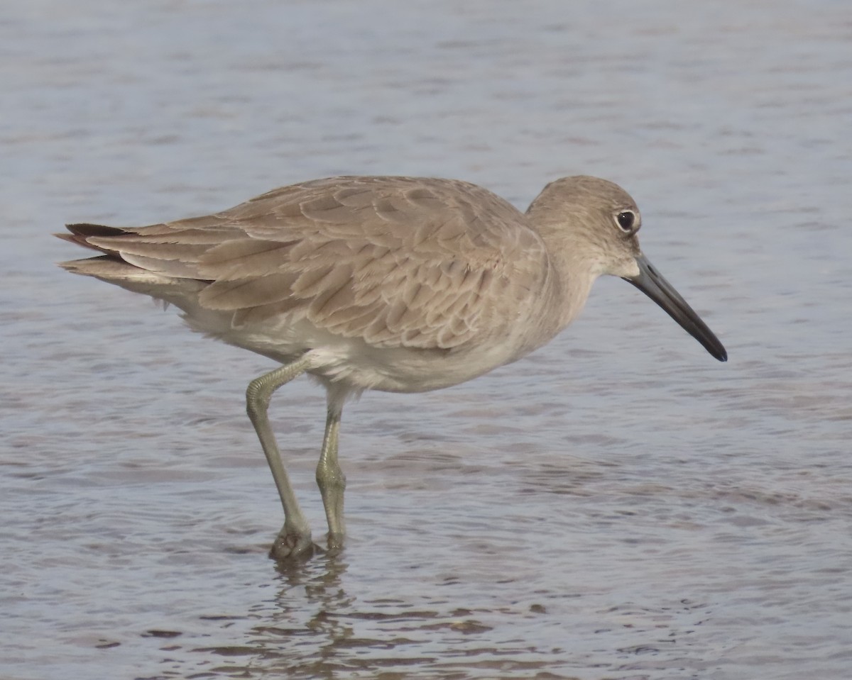 ハジロオオシギ - ML647160109