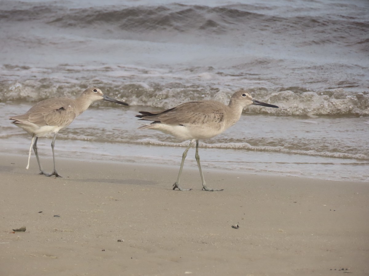 ハジロオオシギ - ML647160110