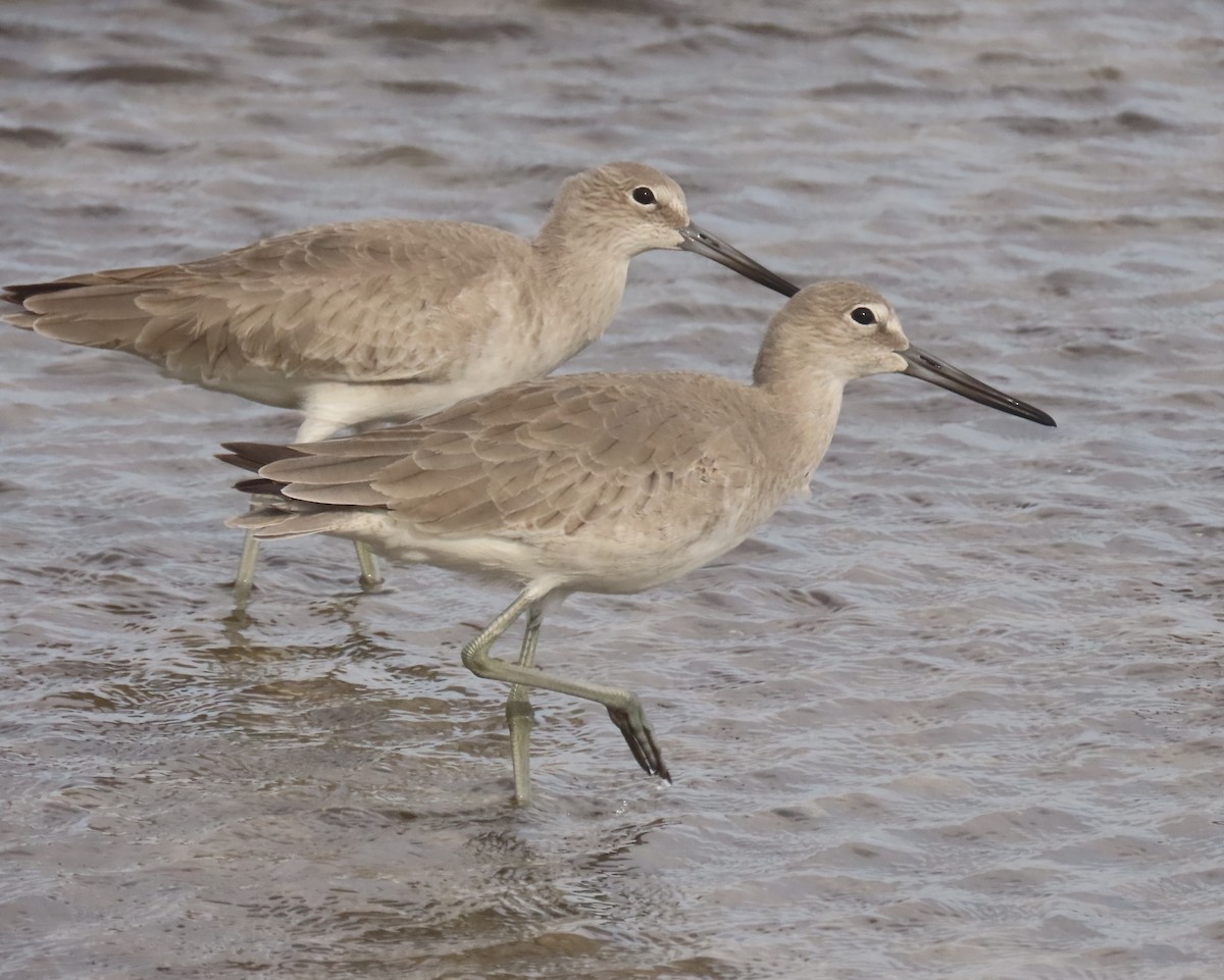 ハジロオオシギ - ML647160111