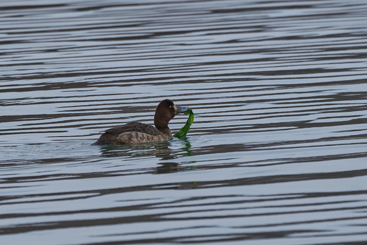 スズガモ - ML647160113