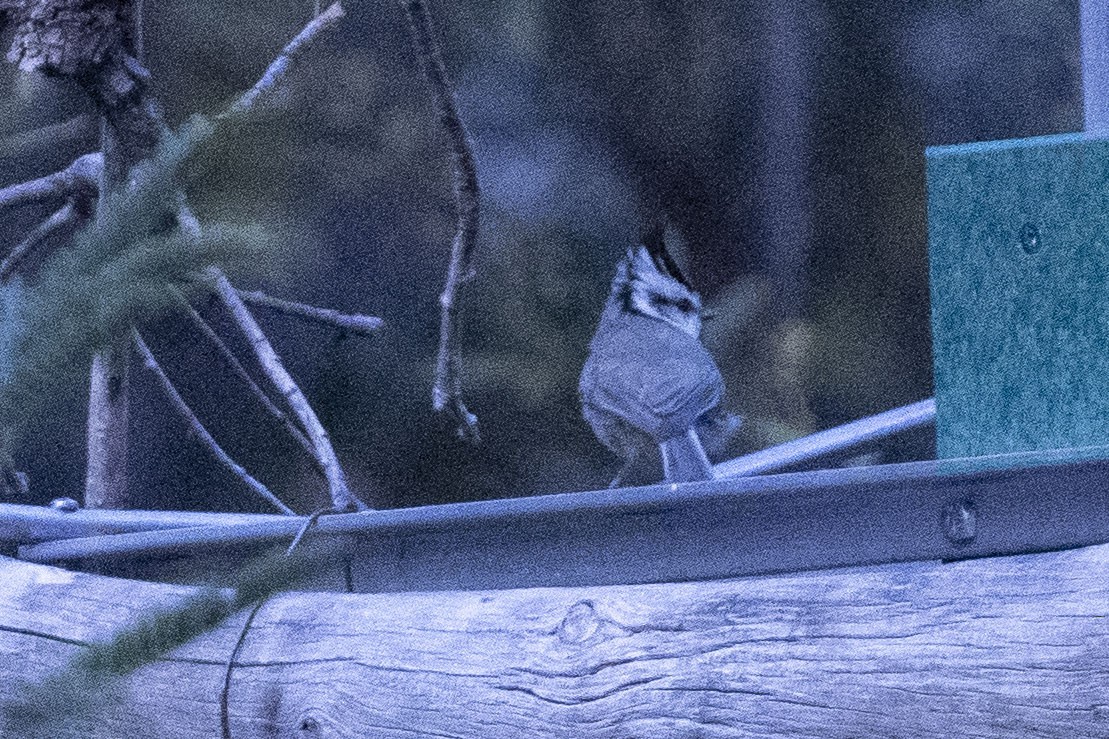 シロガオエボシガラ - ML647160114