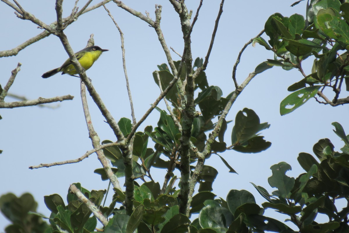 ハシナガタイランチョウ - ML647160117