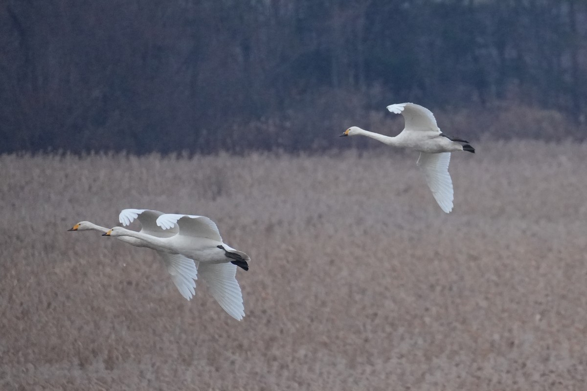 コハクチョウ（亜種 コハクチョウ） - ML647160119