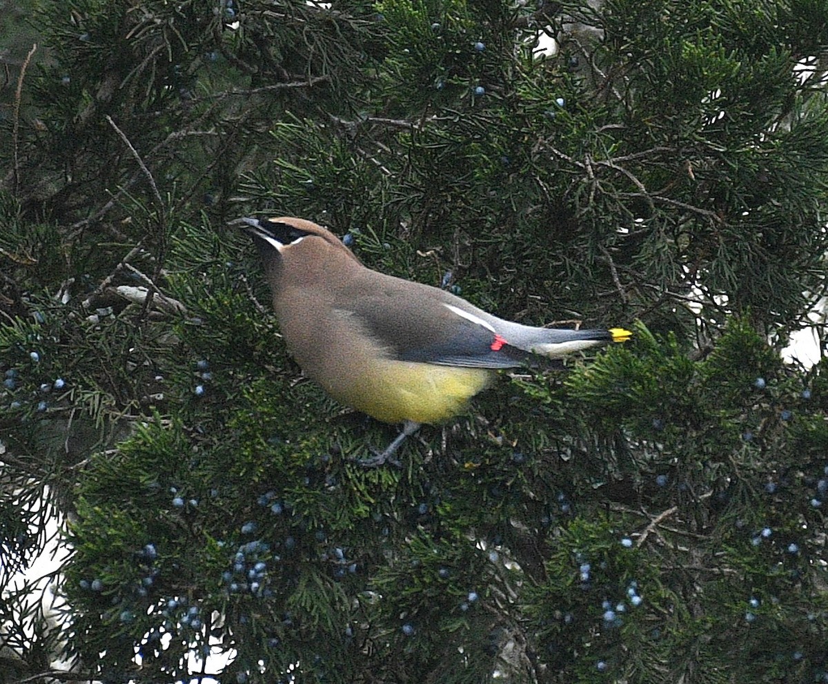 ヒメレンジャク - ML647160122