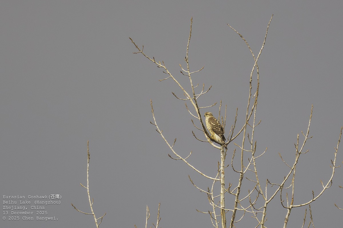 オオタカ - ML647160123