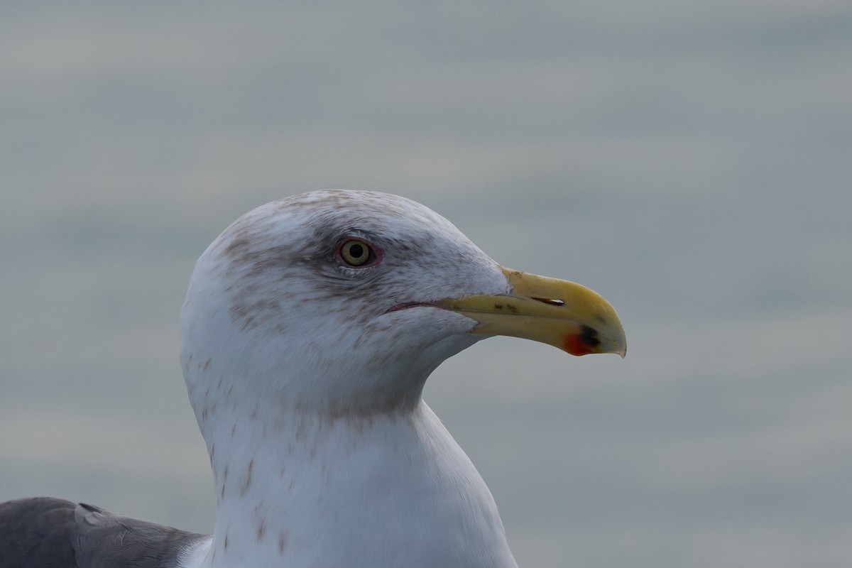 オオセグロカモメ - ML647160124