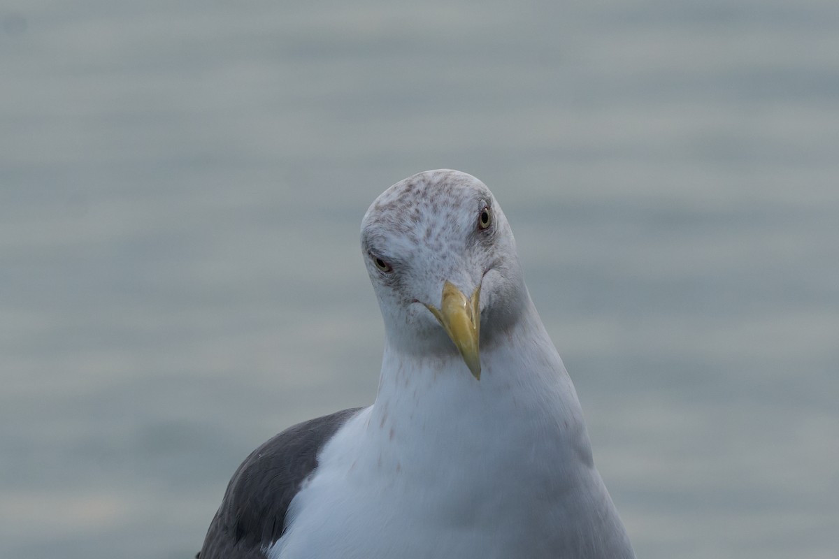 オオセグロカモメ - ML647160125