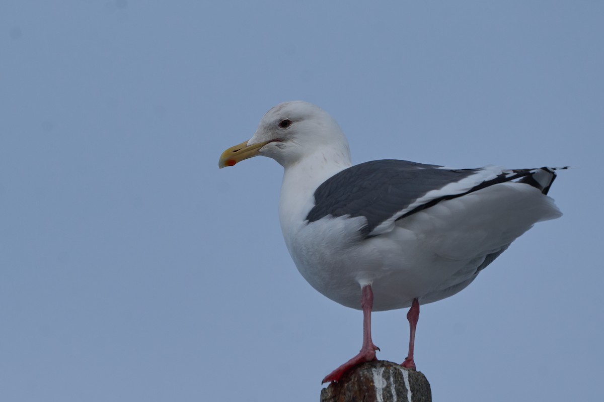 オオセグロカモメ - ML647160126