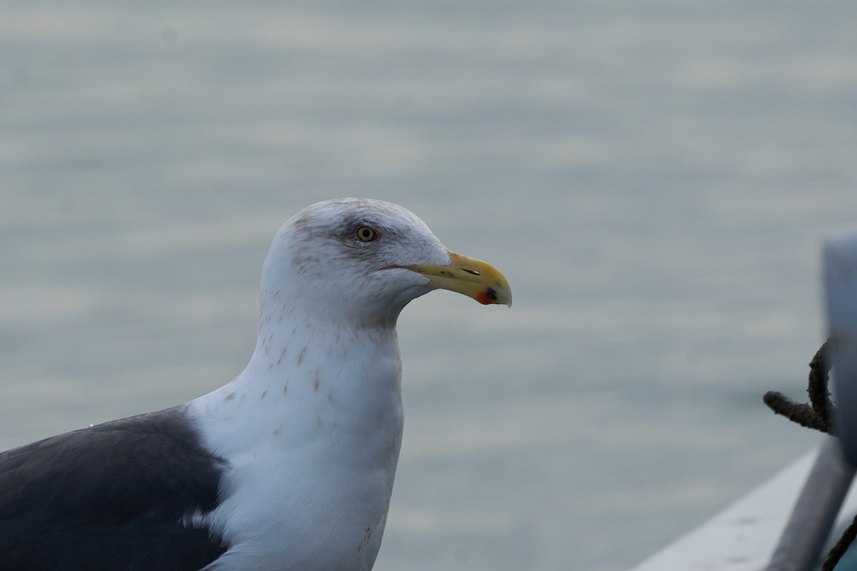 オオセグロカモメ - ML647160127