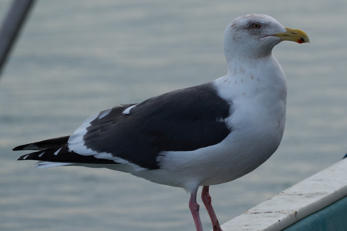 オオセグロカモメ - ML647160128