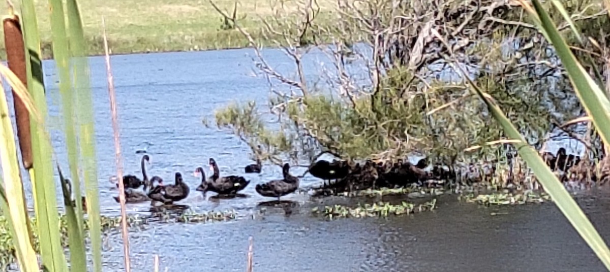 コクチョウ - ML647160130