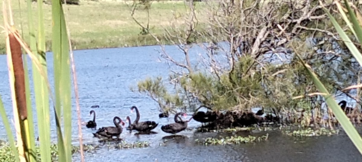 コクチョウ - ML647160131