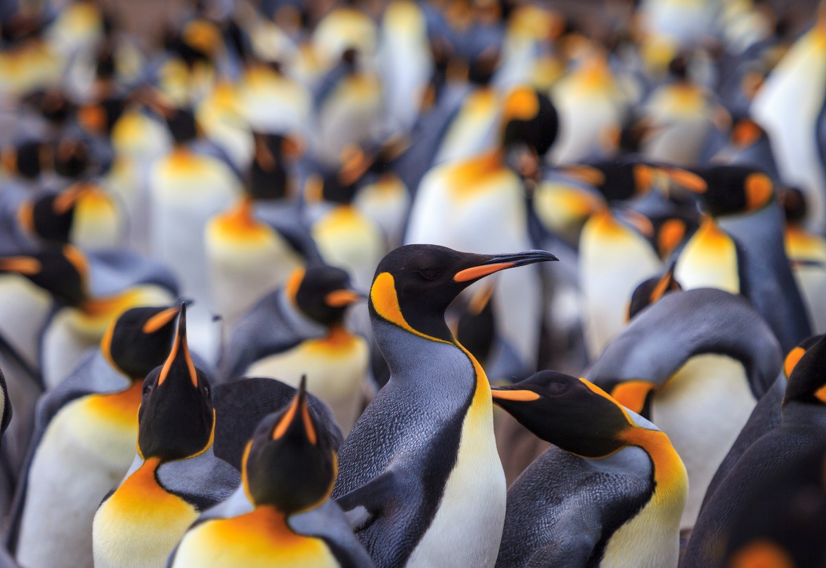 オウサマペンギン - ML647160133