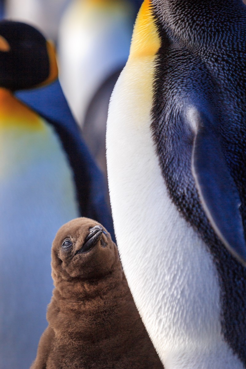 オウサマペンギン - ML647160134