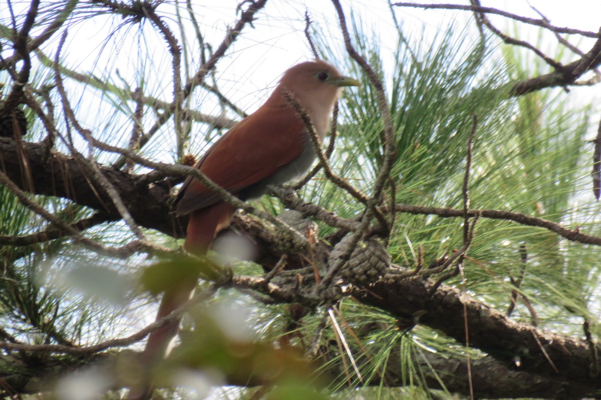 Common Squirrel-Cuckoo - ML647160135