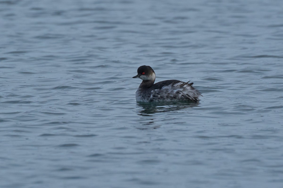 ハジロカイツブリ - ML647160137