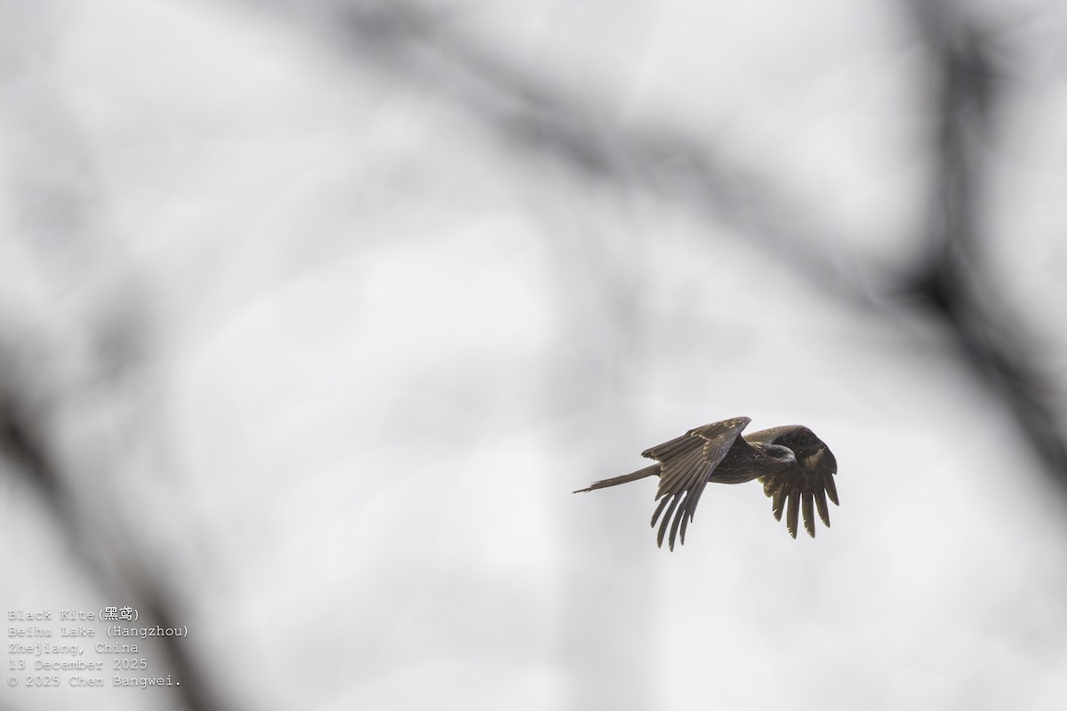 トビ - ML647160142