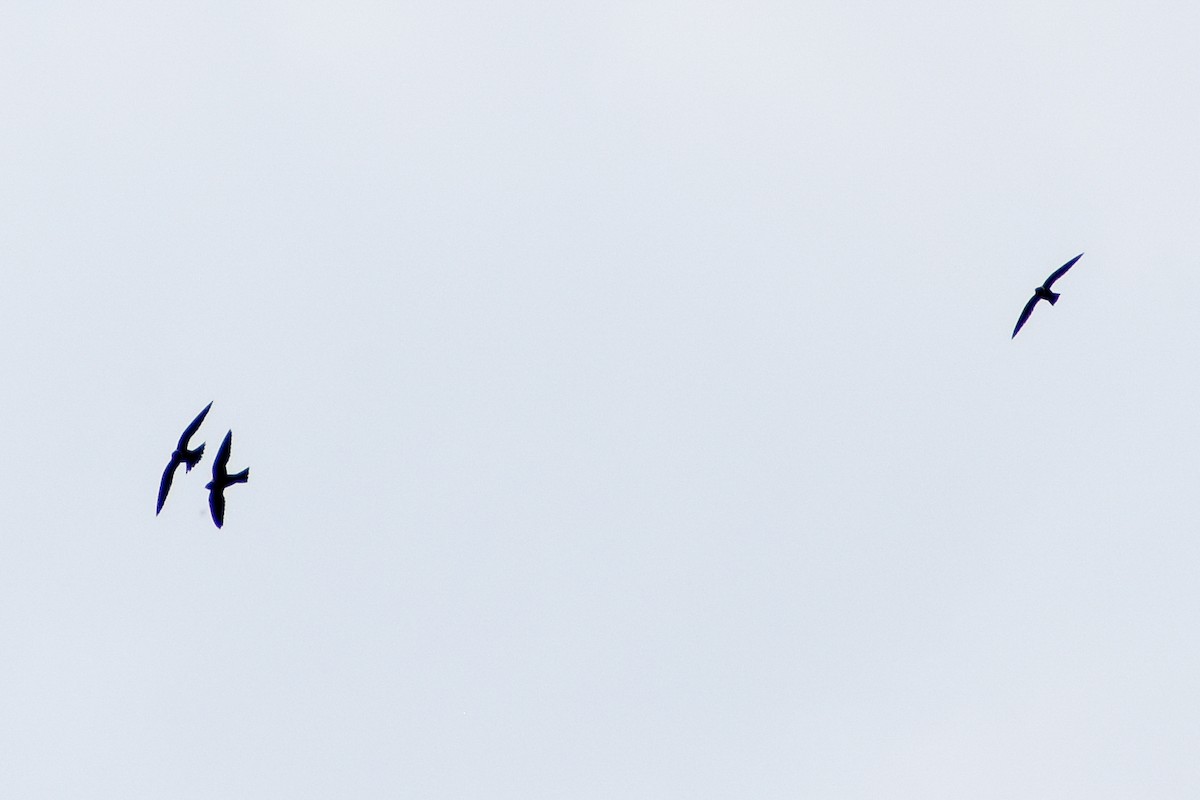 チャイロシギダチョウ - ML647160143