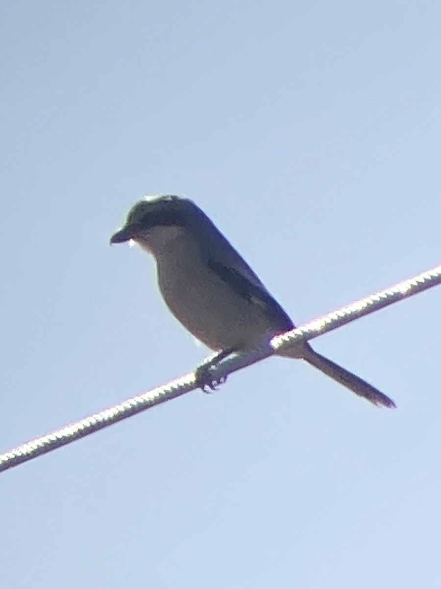 アメリカオオモズ - ML647160144