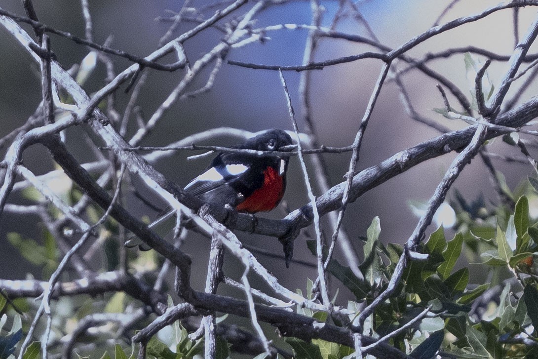 カタジロアメリカムシクイ - ML647160145