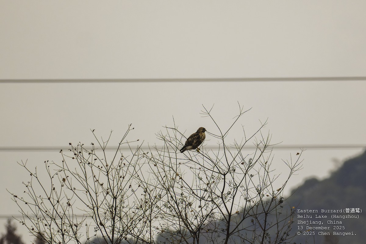 ノスリ - ML647160146