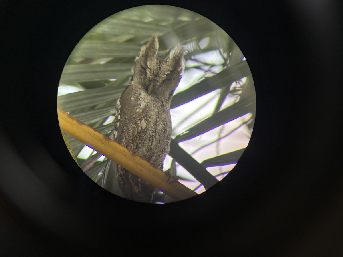 Pacific Screech-Owl - ML647160155