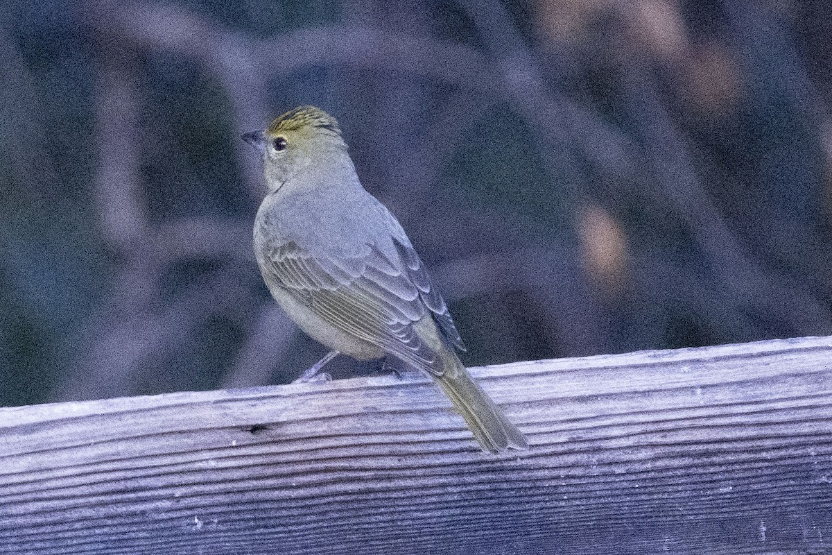 Piranga Bermeja (Hepática) - ML647160157