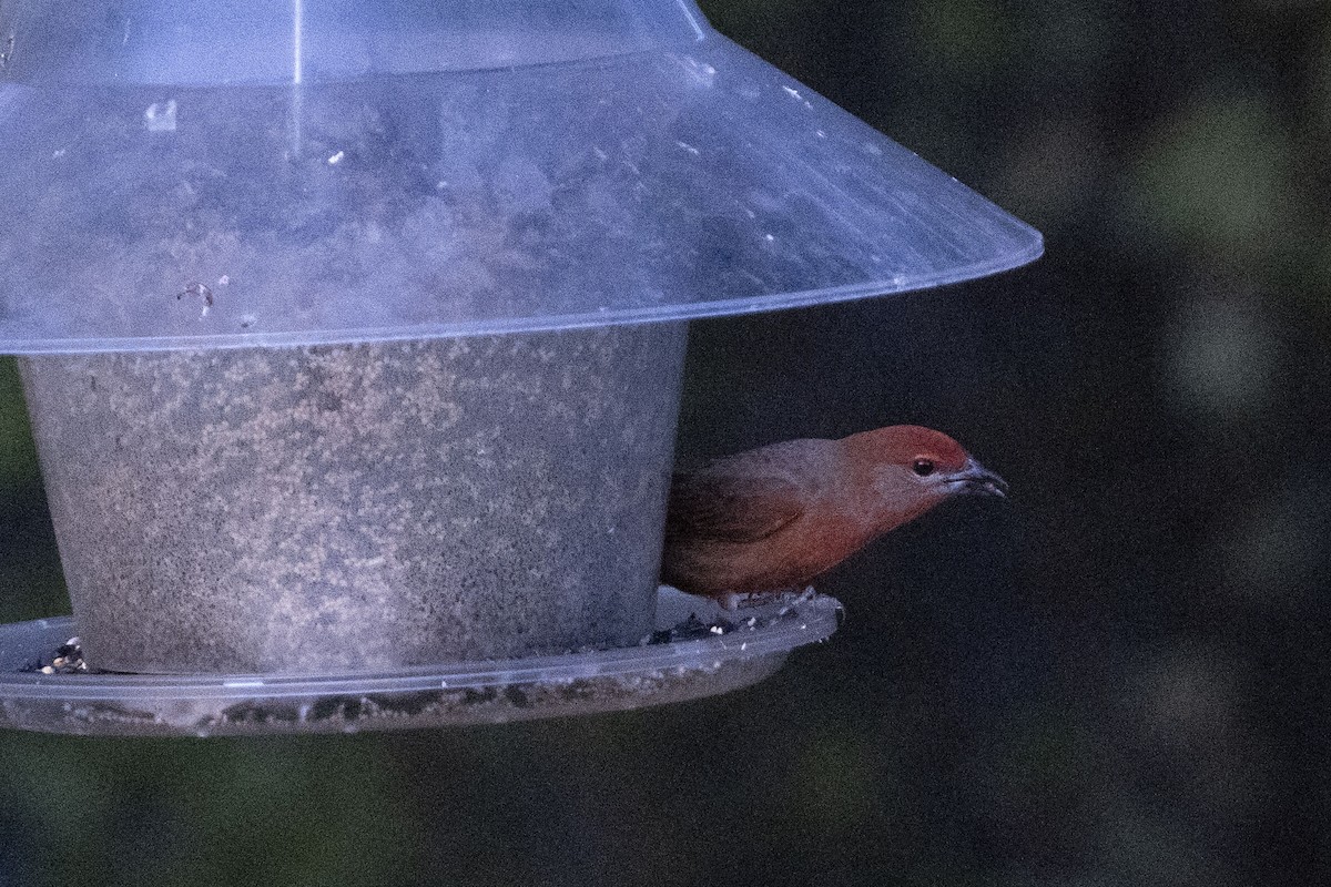 Piranga Bermeja (Hepática) - ML647160162