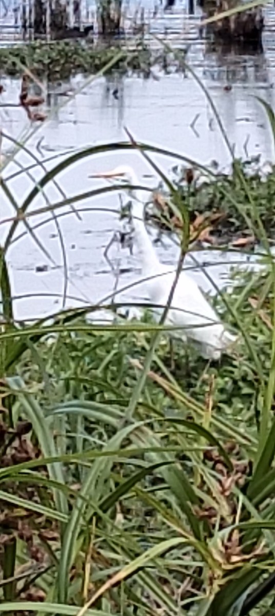 Great Egret - ML647160166