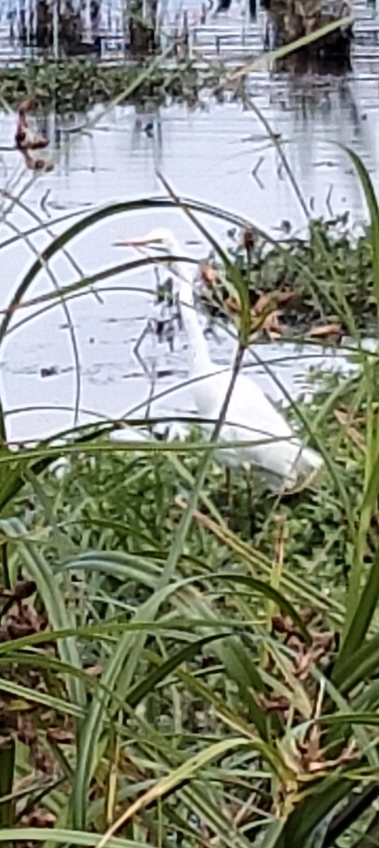 Great Egret - ML647160167