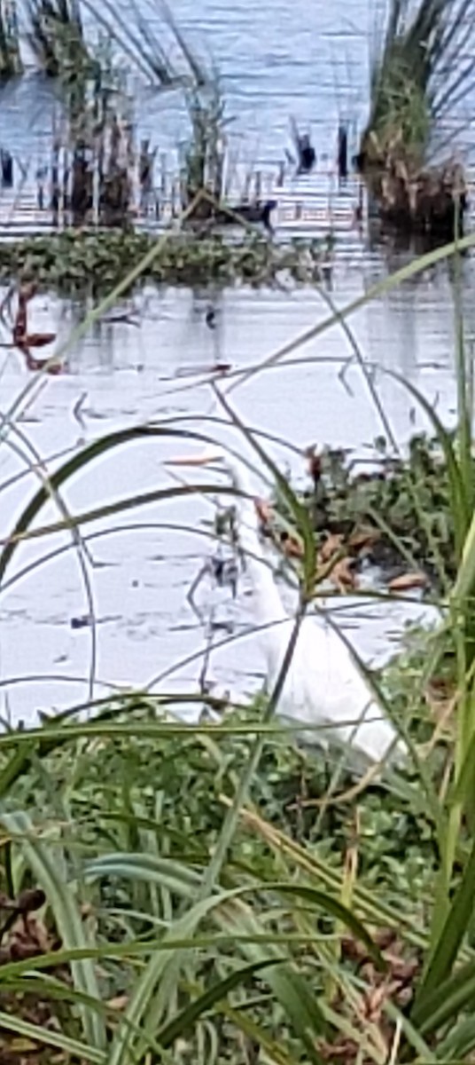 Great Egret - ML647160168