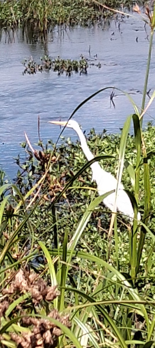 Great Egret - ML647160170
