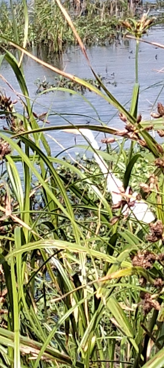 Great Egret - ML647160171