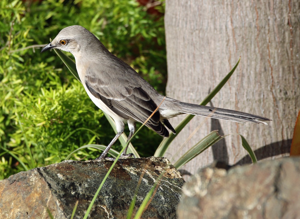 Tropikal Taklitçi - ML647160172