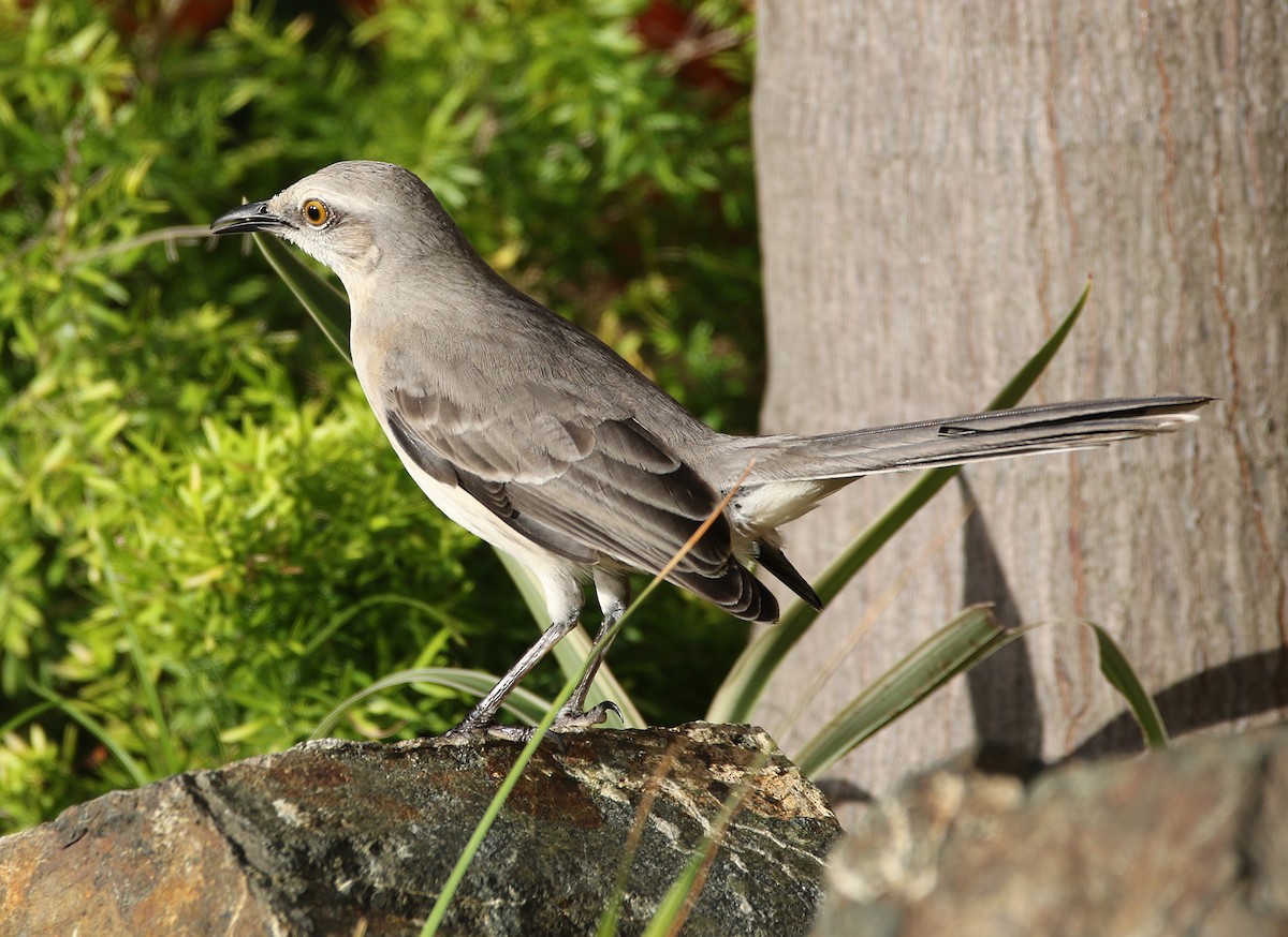 Tropikal Taklitçi - ML647160173