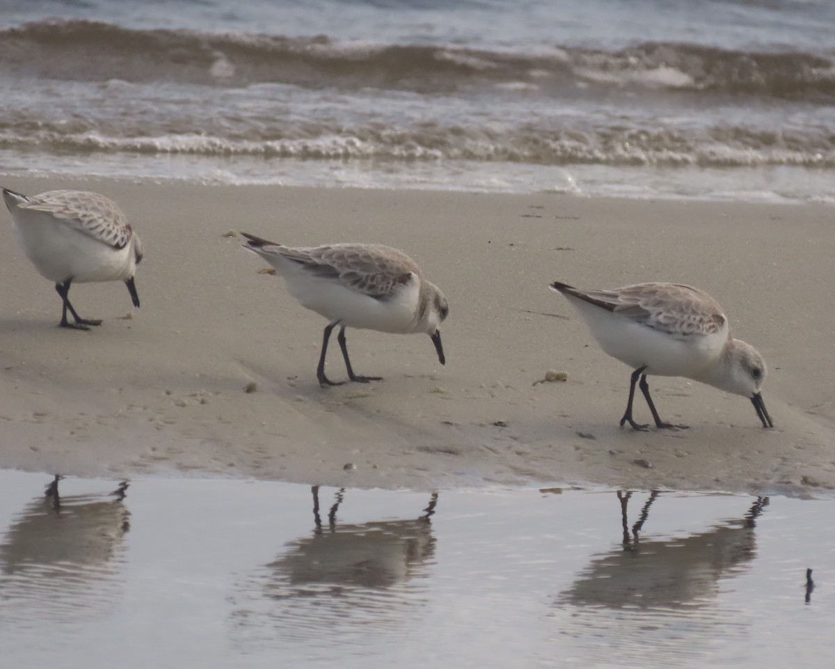 三趾濱鷸 - ML647160174