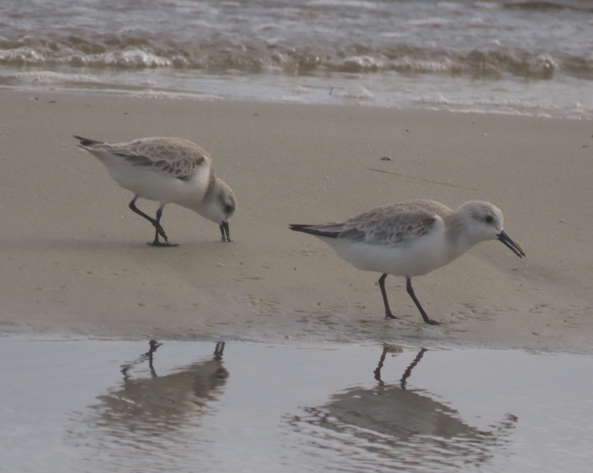 三趾濱鷸 - ML647160175