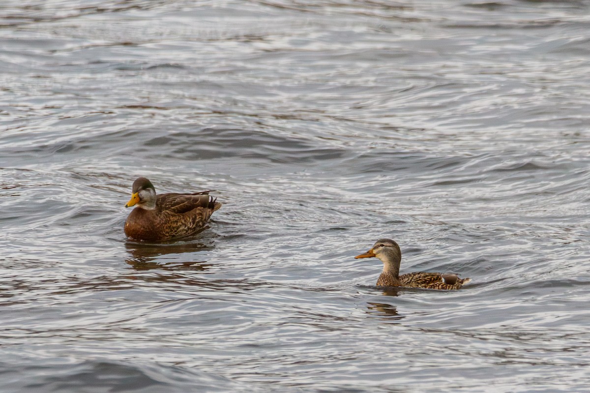 Mallard x American Black Duck (hybrid) - ML647160178