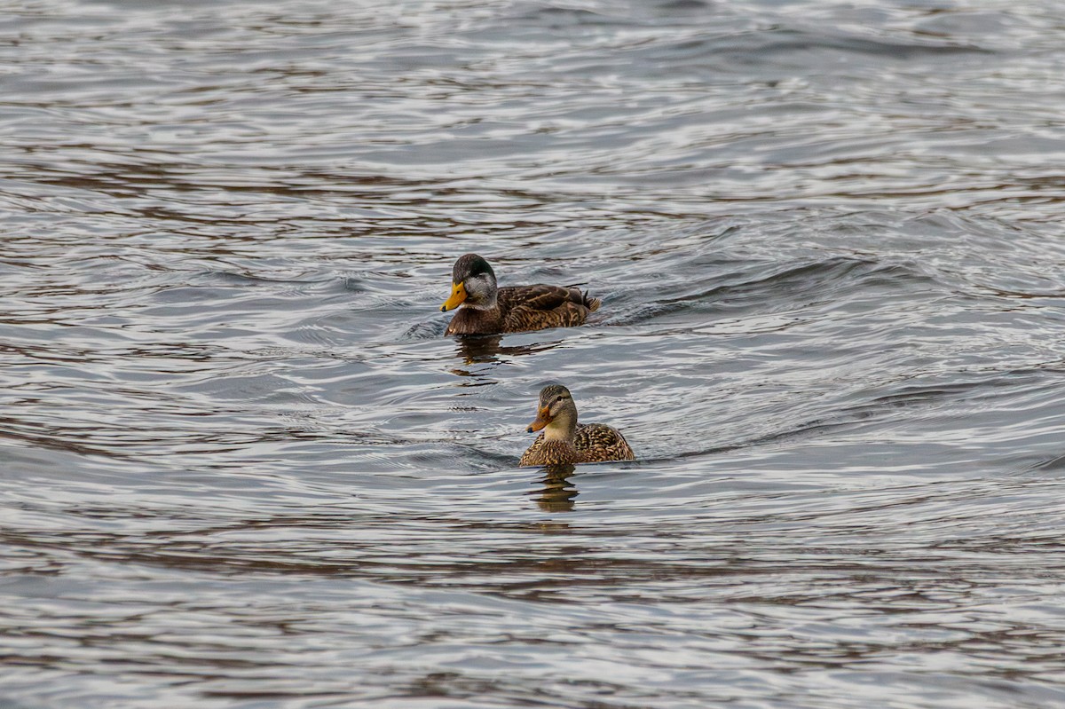 Mallard x American Black Duck (hybrid) - ML647160180