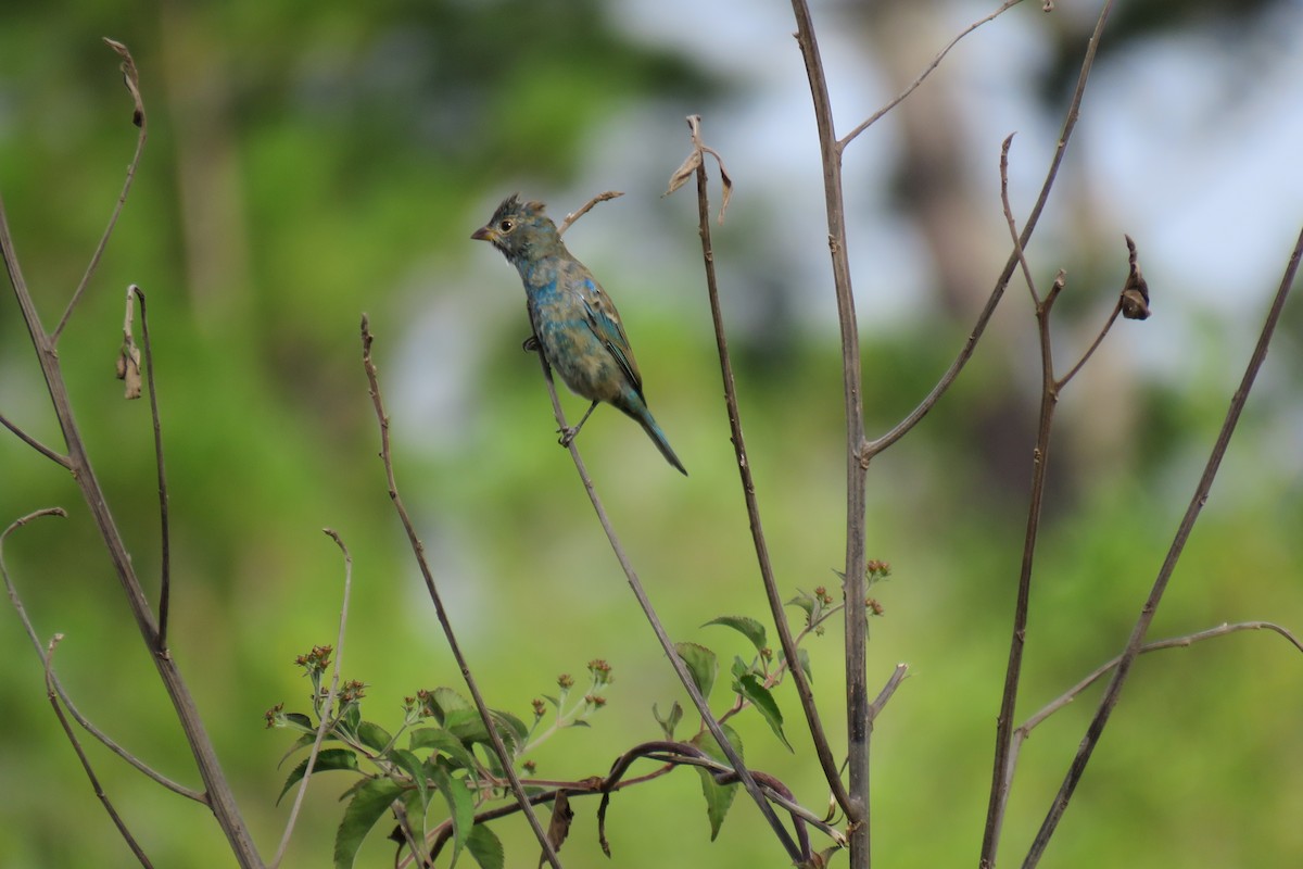 Indigo Bunting - ML647160182