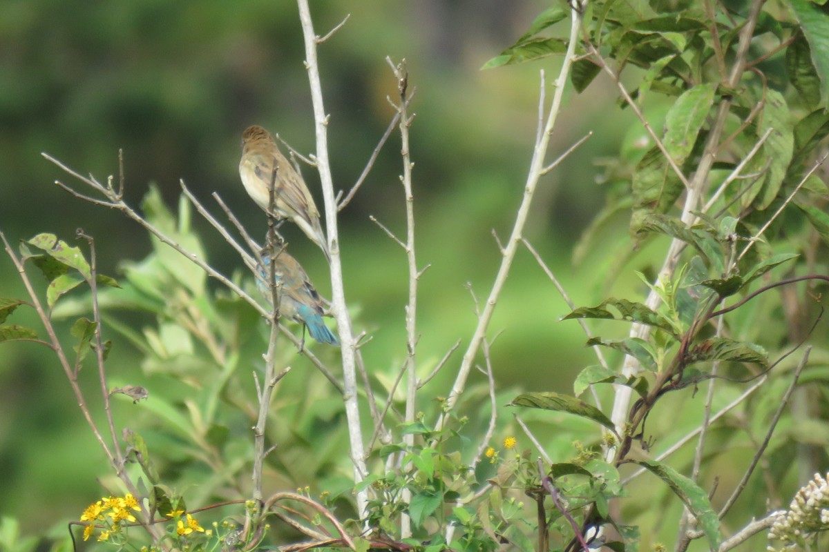 Indigo Bunting - ML647160183