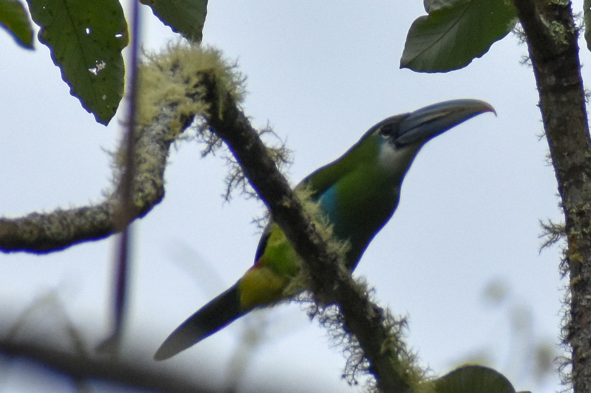 arassari modropruhý - ML647160192