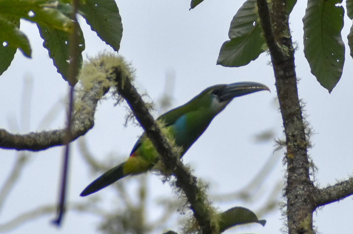 arassari modropruhý - ML647160194