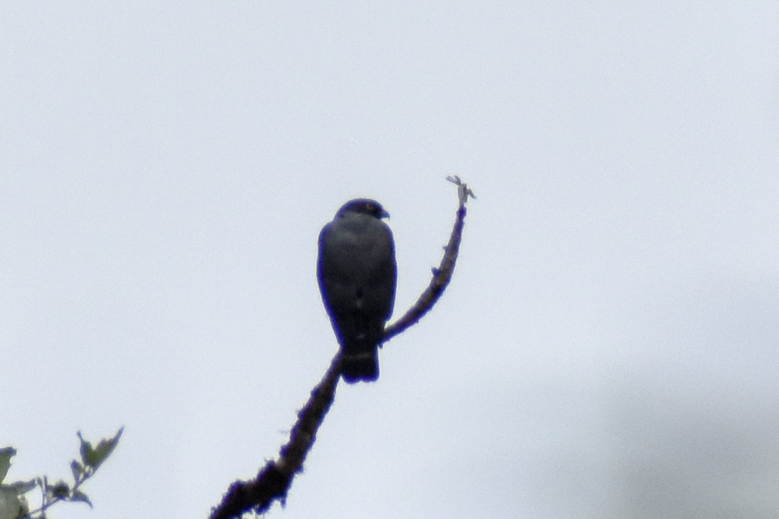 káně bělokostřečná - ML647160195