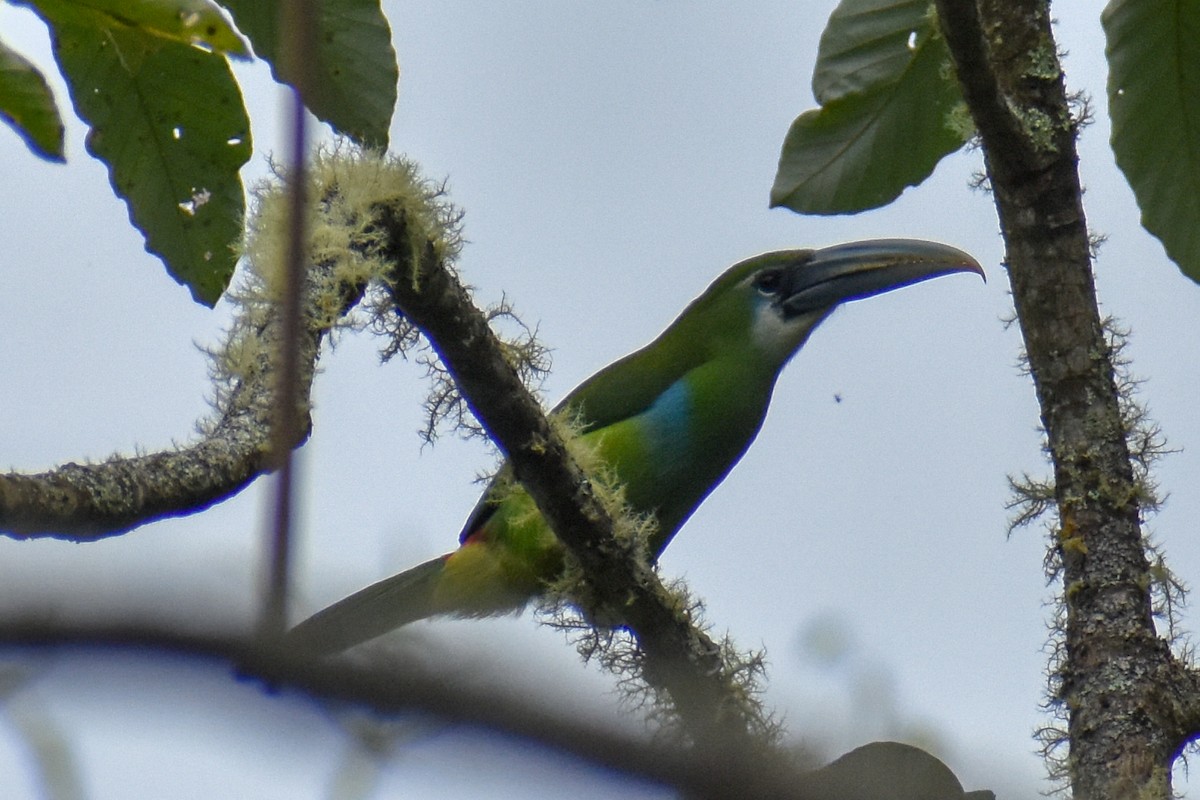 arassari modropruhý - ML647160196