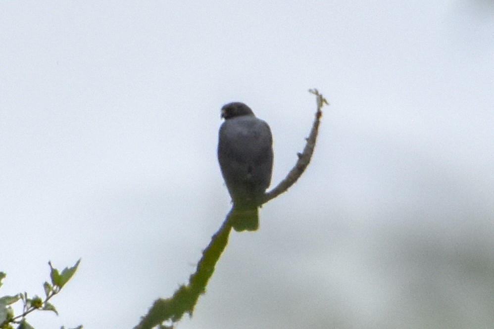 káně bělokostřečná - ML647160198