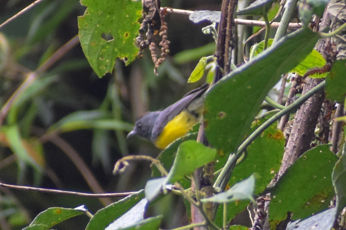 Slate-throated Redstart - ML647160199