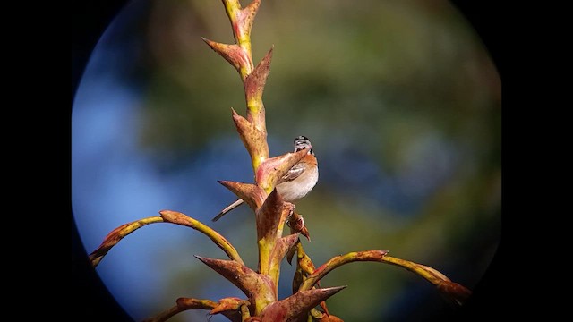 Рыжешейная зонотрихия - ML647160200