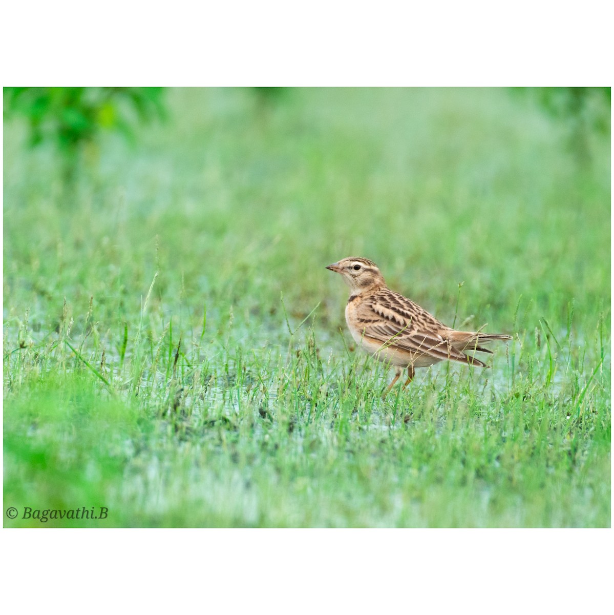 Жайворонок тибетський - ML647160213